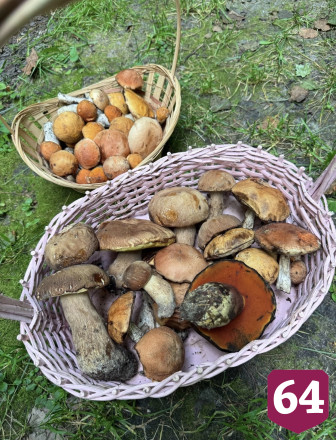 Саратовцы собирают лисички ящиками и ведрами